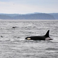 drunk drivers killer whales remix