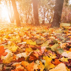 The Reality Of The Present Meditation—Jack Kornfield