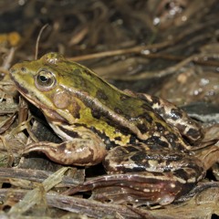 Pool frog in chorus