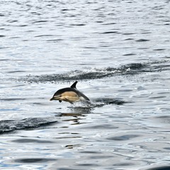 Common Dolphin - Delphinus Delphis.WAV