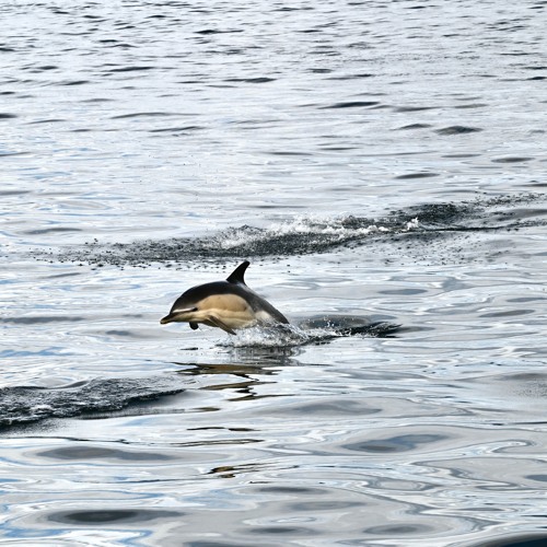 Common Dolphin - Delphinus Delphis.WAV