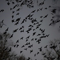 FLEDERMAUS