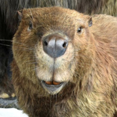 Enlarged Beaver
