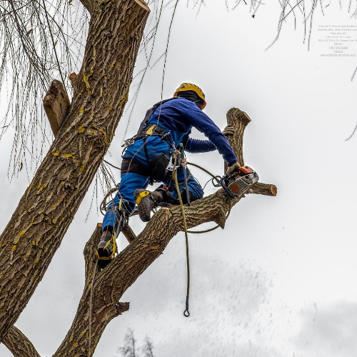 Beneath the Surface: Evaluating Soil Stability After Tree Removal