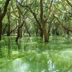Deep Woods 69 Deep Organic Progressive House: Paul Thomas, Budakid, Alex O'Rion, Kamilo Sanclemente,