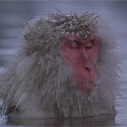 Macaque’s for ya morning