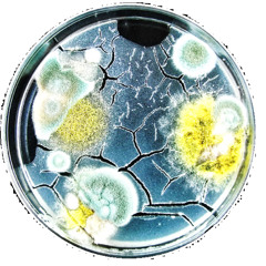 Serendipity [ROLAND MC 303]