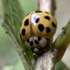 HK_Calm-&-Steady_tracks_40