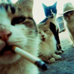 GO creisi w/ yvngardi