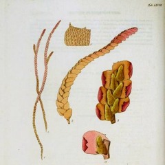 HK_Fantaisies_tracks_288