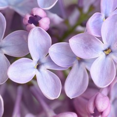 When Lilacs Last in the Dooryard Bloom'd