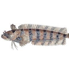 Live6(Jingle B.C.2 Lovefool, Hush)