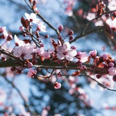 Avian Dawn, Cherry Blossom Trees
