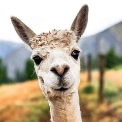 Llamas over People