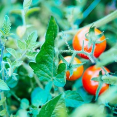 Home Grown Tomatos