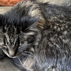 yearofthecat.wav