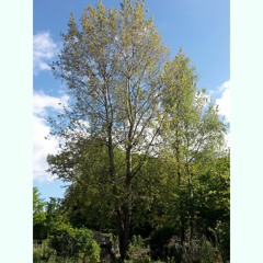 Naviarhaiku 439 – Tall Trees  (Georg Boehme & Oorlab)