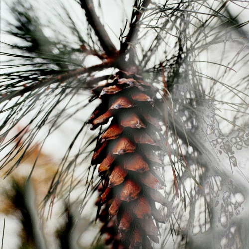 AUTUMN AMBIENCE WITH GRIT