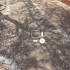 sakanai サブスク配信中