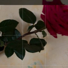 море чёрных роз(negative.creeper)