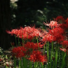 Shounen Meguru – Halle Uchida
