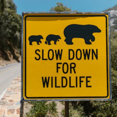 Slow Down