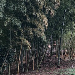 Bamboo Dreamscape