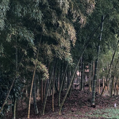 Bamboo Dreamscape