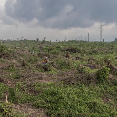 Quand les conflits armés laissent des cicatrices profondes sur l'environnement