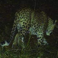 lynx