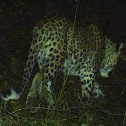 lynx