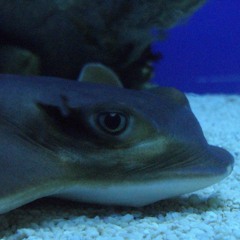 Ave We Are - Eichamt Orchester Remix