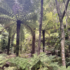 Forest Bathing Yoga Nidra