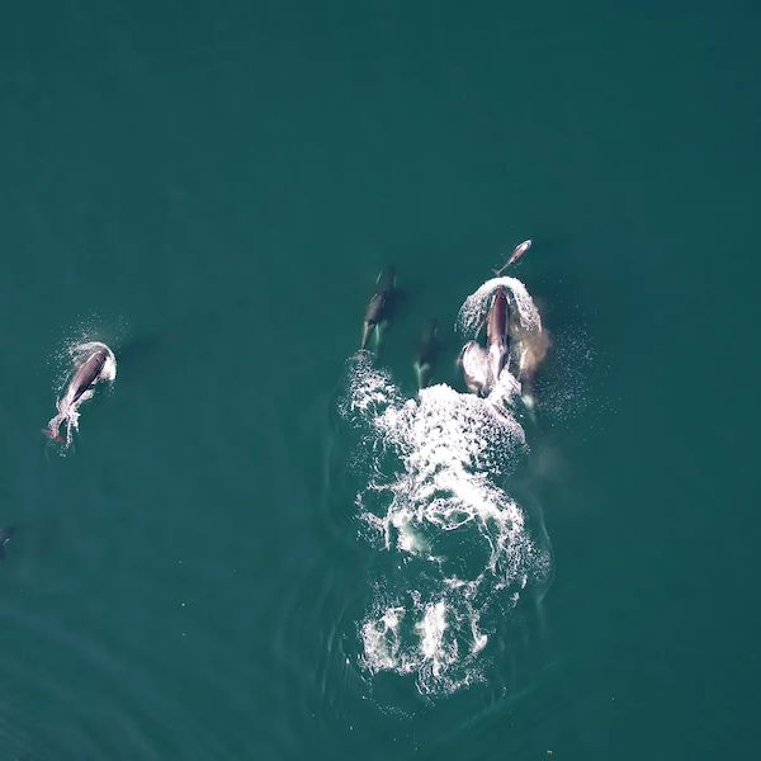 Where Killer Whales and Dolphins Hunt Cooperatively episode artwork