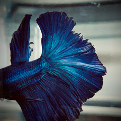 BABY BLUE - Covered (Fishmans)