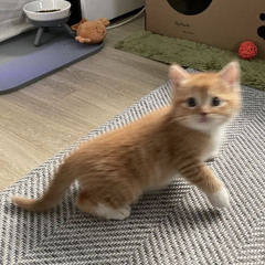 𝗻𝗼 𝗻𝘅𝘅𝗱 (𝗮𝗹𝘁 𝘃𝗲𝗿) [𝘀𝗹𝗼𝘄𝗲𝗱 + 𝗿𝗲𝘃𝗲𝗿𝗯] 𝘃𝟮