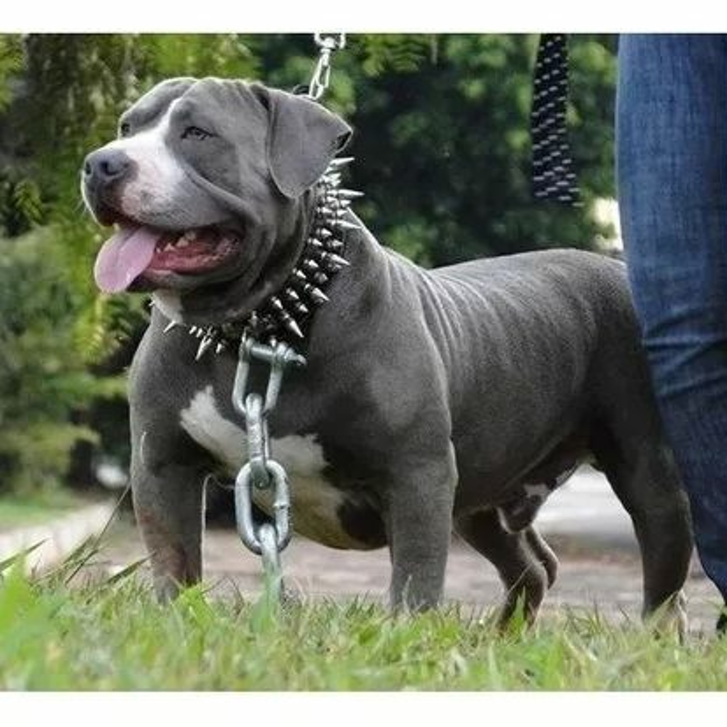 NEM COLEIRA DE FERRO SEGURA ESSE PITBULL((SELMINHO DJ)) MC DURRONY episode artwork