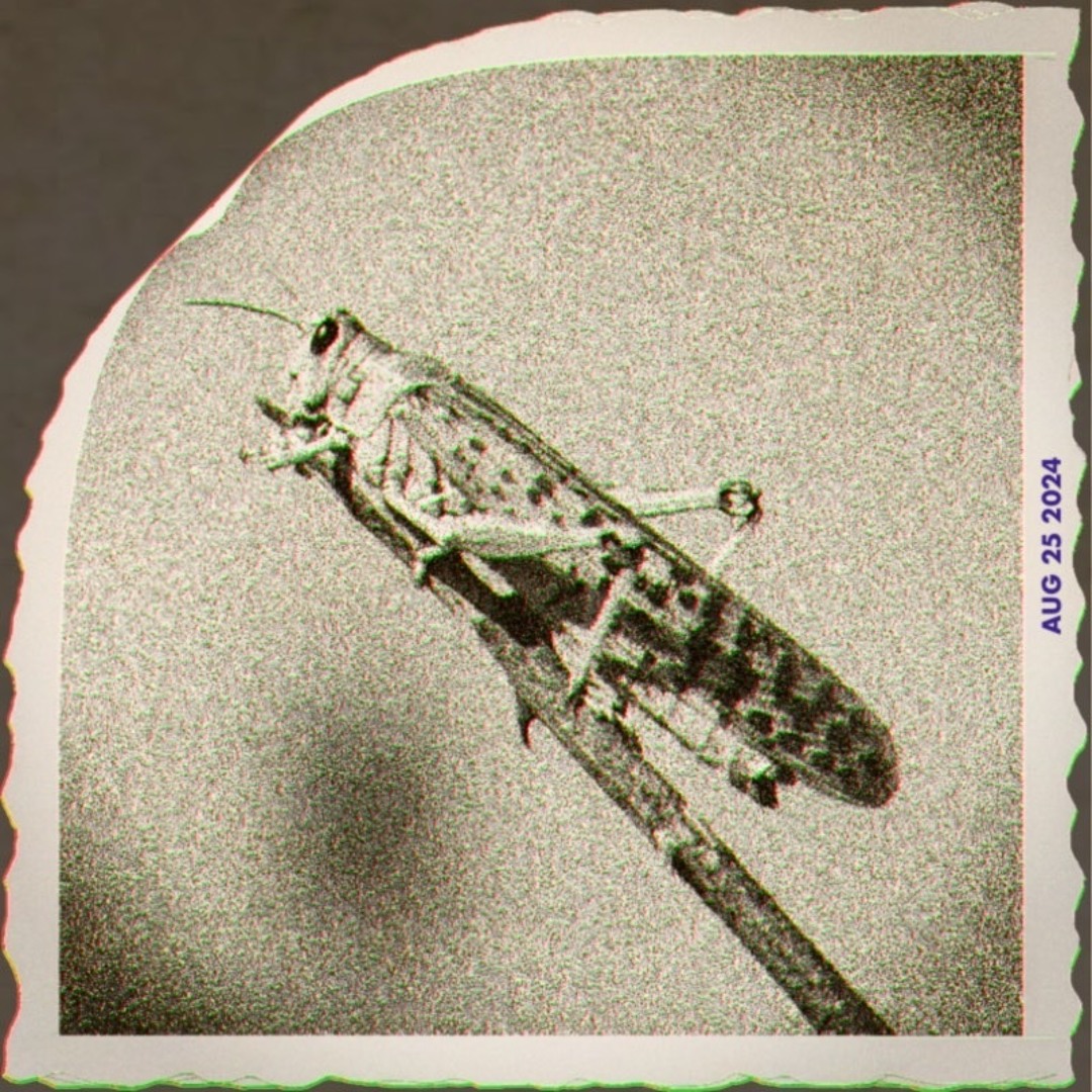 Year Of The Locust (Farewell To Old Rufus) - cover