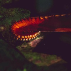 Slither mix