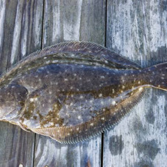 Flounder