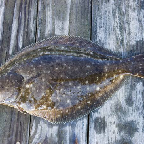 Flounder