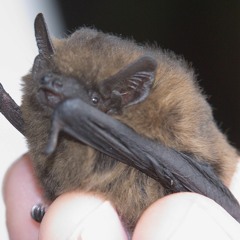 Pipistrelle bats awakening in the roost, Oxfordshire (2)