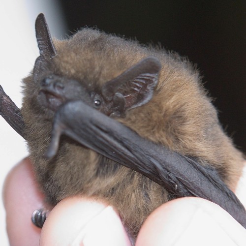 Pipistrelle bats awakening in the roost, Oxfordshire (2)