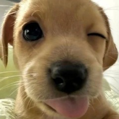 Puppy (강아지라는 뜻)