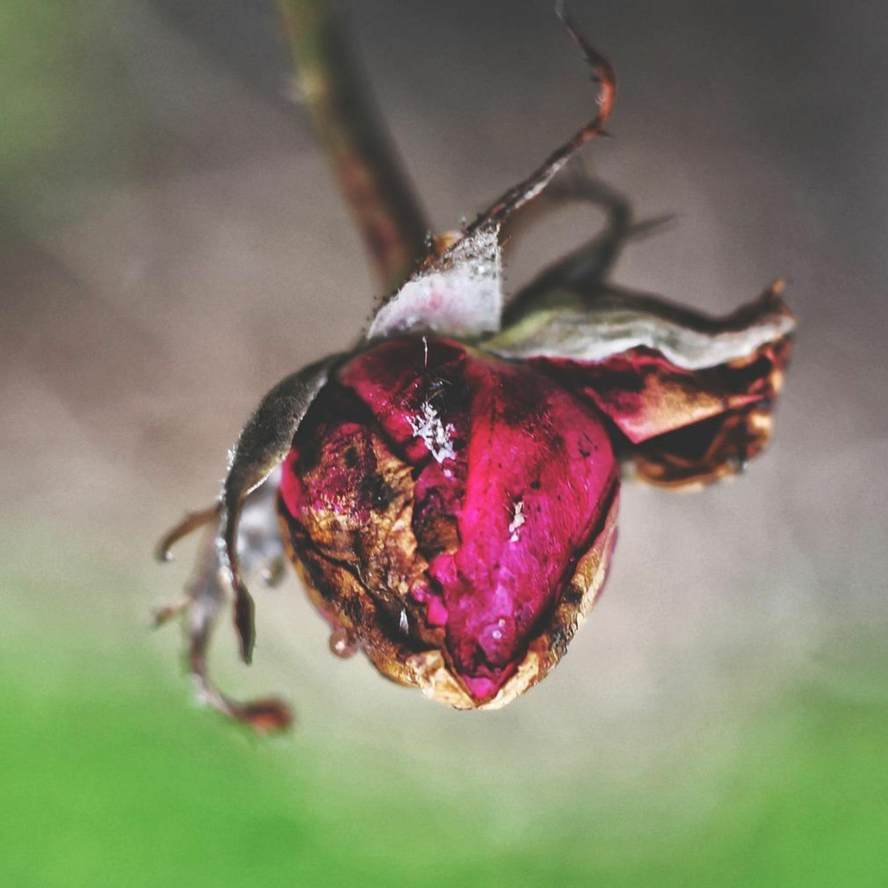Four Four Premiere: Rustal - Pixies Return [Diffuse Reality] episode artwork