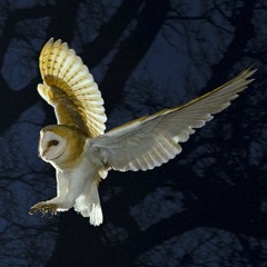 Barn Owl
