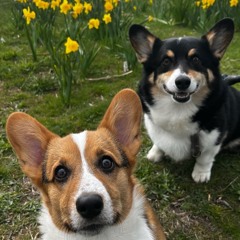 Corgis on a Quest