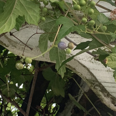 Wild Grape Jam 2