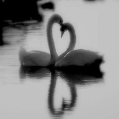 Swans