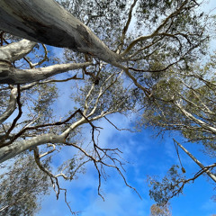 Thinking Among the Trees(NaviarHaiku600)
